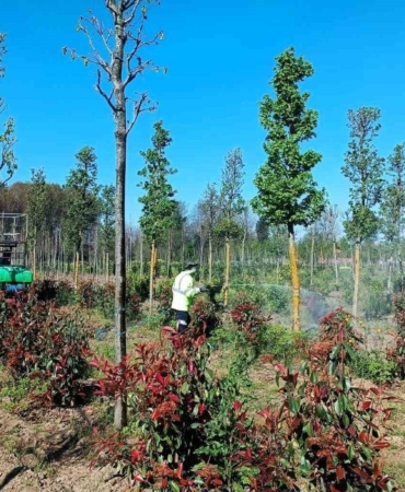 Üretim fidanlığında bitkiler hastalıklara karşı korumaya alındı