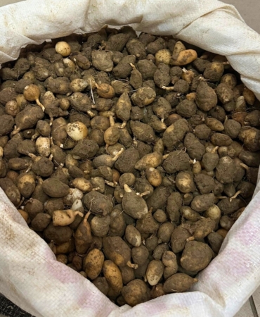 Nesli tehlike altındaki bitkinin yumrularını söken kişiye yarım milyonluk ceza