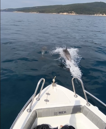 Saros Körfezi’nde yunuslar tekne ile yarıştı