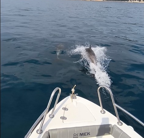 Saros Körfezi’nde yunuslar tekne ile yarıştı