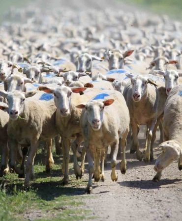 "Kırsalda Bereket Küçükbaşa Destek Projesi"nde son gün uyarısı