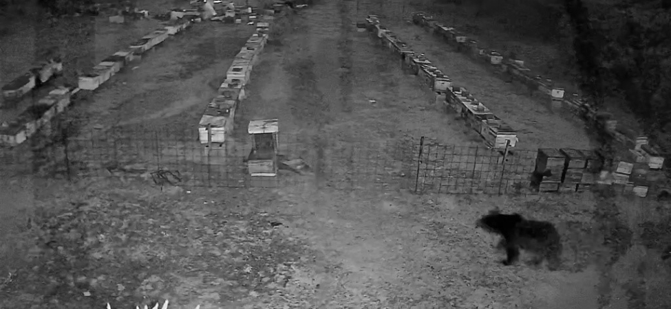 Bursa’da arı kovanlarına ayı saldırısı