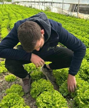 Bu sefer tarladan güzel haber geldi...35 liraya tarladan satılan marul yüzleri güldürdü