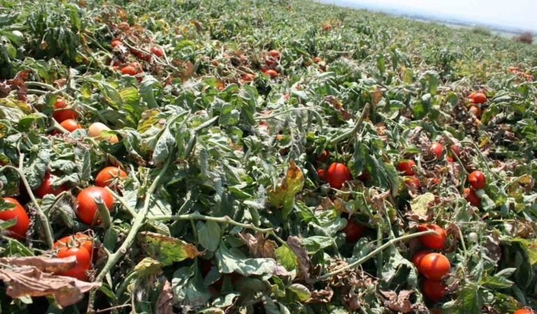 Karacabey’de salçalık domates ekiminde “serbest”in fazla olması bekleniyor