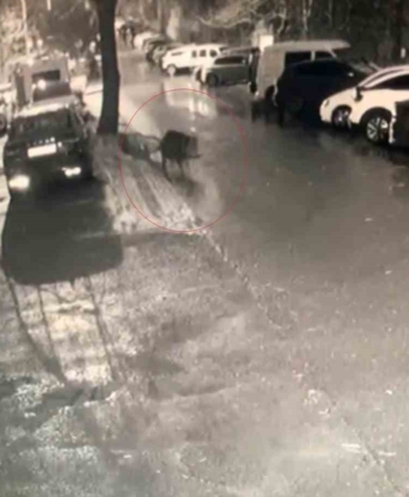 Sarıyer’de aç kalan domuzlar hastane yakınına kadar geldi