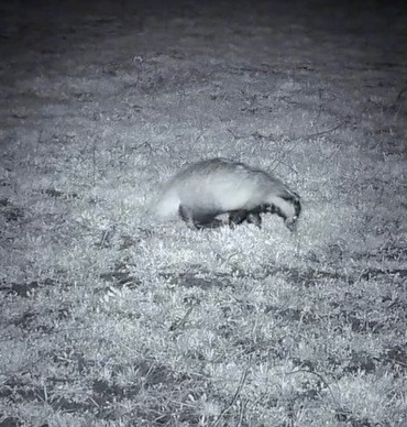 Yiyecek arayışındaki porsuk Ganos Dağları’nda görüntülendi