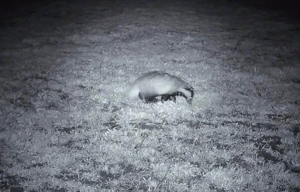 Yiyecek arayışındaki porsuk Ganos Dağları’nda görüntülendi