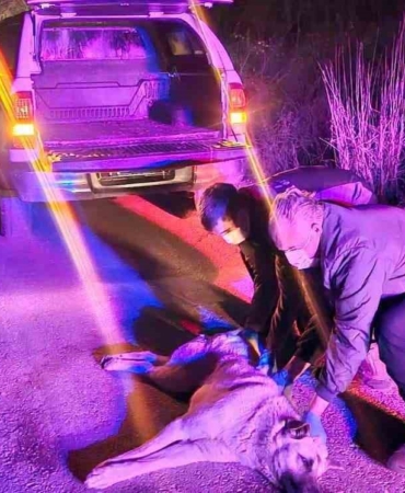 Yaralı köpek ihbarına jandarma müdahale etti