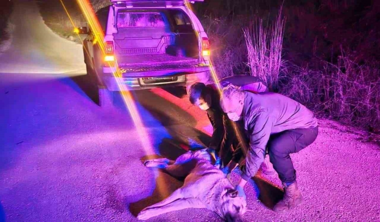 Yaralı köpek ihbarına jandarma müdahale etti