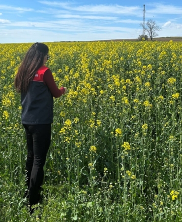 Pehlivanköy’de çiçek açan kanola bitkinin fizyolojik gelişimi incelendi