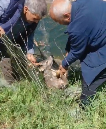 Sulama kanalına düşen karacayı vatandaşlar kurtardı