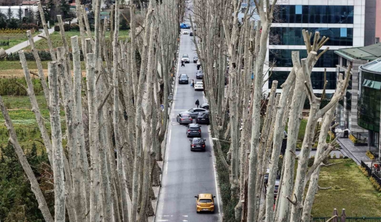 İstanbul’un tarihi çınarlarına budama, tartışma başlattı