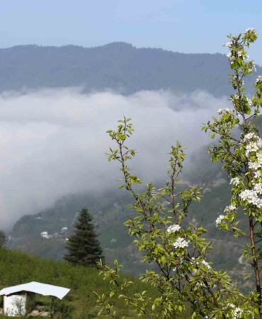 Sakarya’nın yüksek kesimlerinde bahar güzelliği