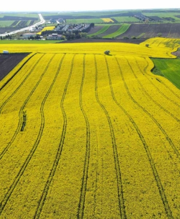 Kırklareli’nde kanola tarlaları sarıya büründü