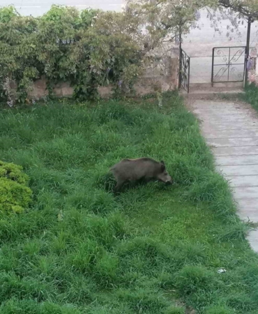 Ayvalık’ta Çamlık’ı yaban domuzları bastı