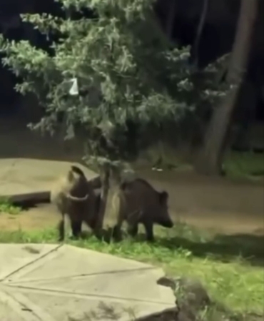 Bursa’da domuzlar piknik alanlarına indi