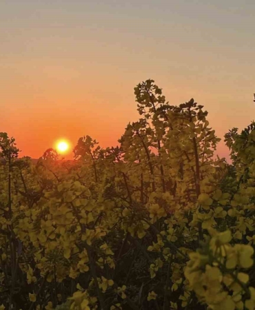 Kanola tarlalarında gün batımı manzarası