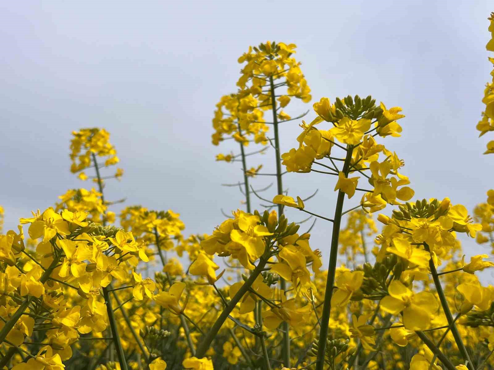 Hayrabolu’da bu yıl 21 bin dekar alanda kanola ekimi yapıldı