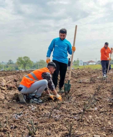 Başiskele’de 15 bin gül fidanı toprakla buluşuyor