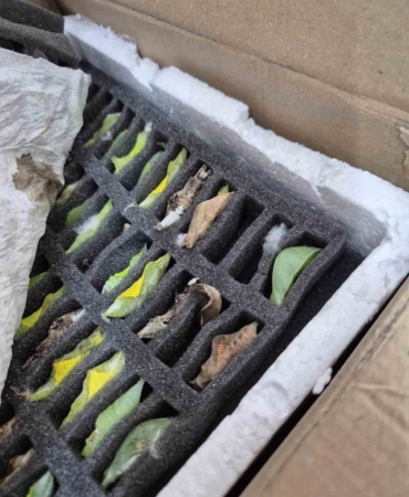 Sınır kapısında tropikal kelebek pupası ele geçirildi