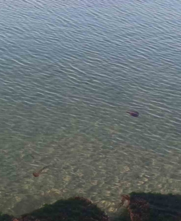 Zehirli pusula deniz anaları Tekirdağ sahilinde görüldü
