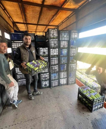 İznik’te mevsimin ilk kabak hasadı