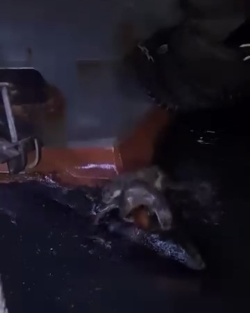 Su samurlarının balık keyfi kamerada