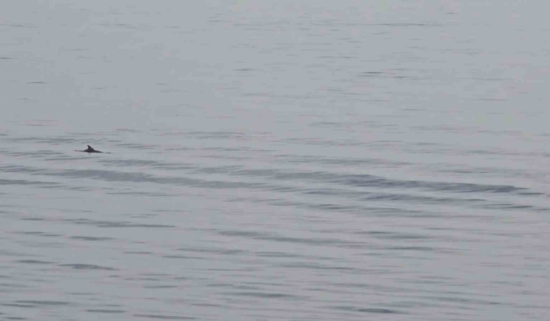 Tekirdağ açıklarında yunuslardan görsel şölen