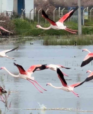 Ayvalık’ın pembe kanatlı misafirleri