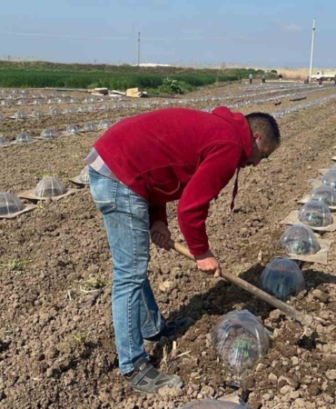 Tarım işçilerini ve çiftçileri en çok turfanda karpuz dikimi zorluyor