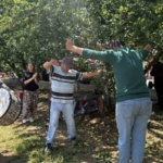 Davullu zurnalı erik hasadı
