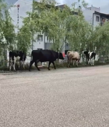 Hayvan pazarından kaçan büyükbaş havanlar gezintiye çıktı