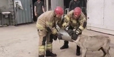 Hava filtresine sıkışan köpek kurtarıldı