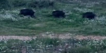 Bursa’da domuzlar şehir içinde görüntülendi