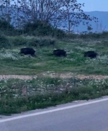 Bursa’da domuzlar şehir içinde görüntülendi