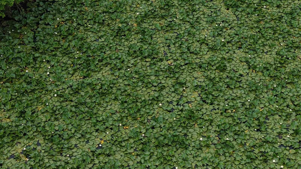 featured