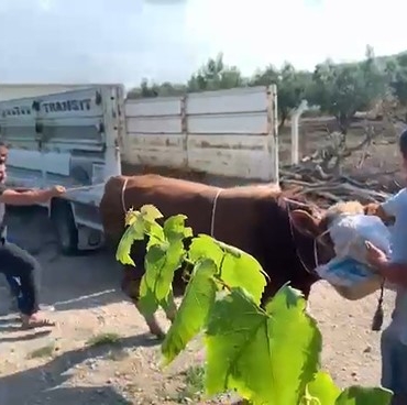 6 kişinin zapt edemediği boğa bir tekmeyle böyle yere serdi