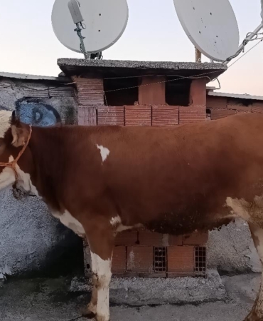 Kesmek için büyükbaş hayvanı 6’ıncı kata çıkardı