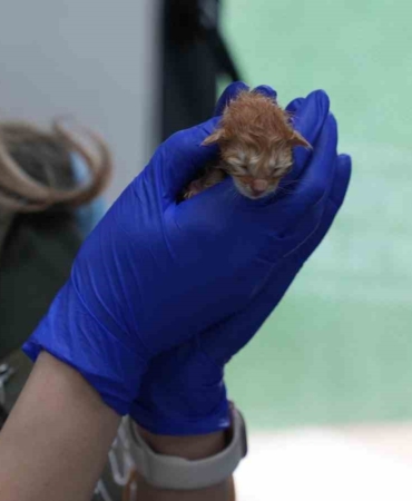 Süt anne kedi, 3 kediyi de sahiplendi