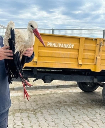 Kırklareli’de yaralı leyleğe şefkat eli