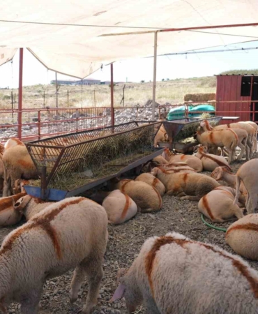 Ayvalık’ta kurban pazarı hizmete açıldı