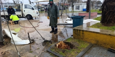 Sakarya’da 25 metrelik kavak ağacı şiddetli rüzgara dayanamadı