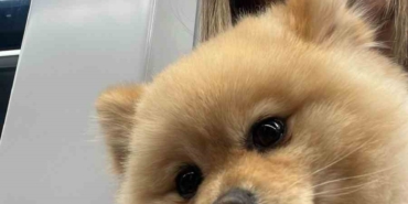 Gaziosmanpaşa’da "petshopta yıkanan köpeğin ihmalden öldüğü" iddiası