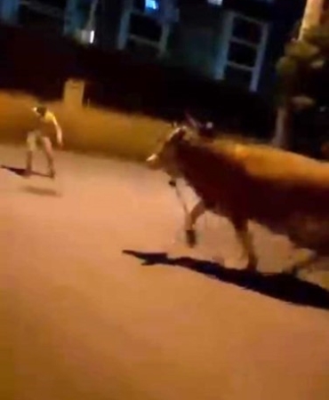 Bursa’da dana paniği