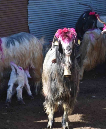 117 yıldır devam eden gelenek: Gelin gibi süslenen hayvanları ile göçe başladılar