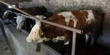 1,7 tonluk devasa boğa sahibini bekliyor