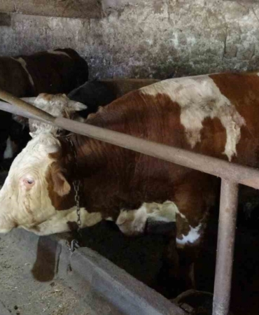 1,7 tonluk devasa boğa sahibini bekliyor