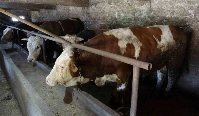 1,7 tonluk devasa boğa sahibini bekliyor