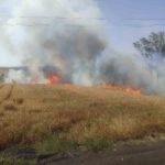 25 dönüm ekili buğday ve arpa cayır cayır yandı