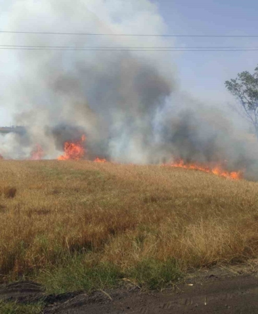25 dönüm ekili buğday ve arpa cayır cayır yandı